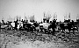 1921 - Sui campi di Villanova di Csp. aratura 'con tiro a otto buoi ' (Roberto Susner)